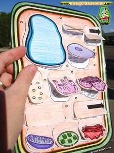 Plant Cell Activity, Animal Cell Activity, Plant Cell Project, Cell Model Project, Plant Cell Model, Animal Cell Project, Plant And Animal Cells