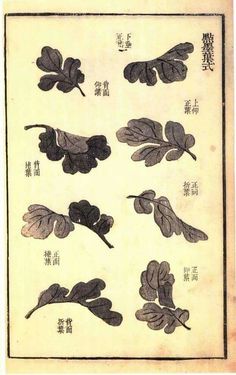 an old book with chinese writing and leaf designs on it's cover, in black ink