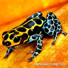 a black and yellow frog sitting on top of an orange surface