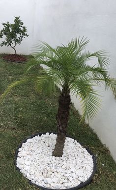 a small palm tree sitting on top of a lush green grass covered ground next to a white wall