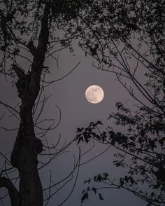 the full moon is seen through some trees