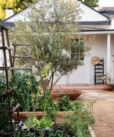 an outdoor garden area with various plants and potted trees in front of a white house