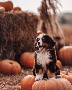 a dog sitting on top of a pumpkin patch with hay bales in the background