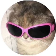 a cat with pink sunglasses on it's face