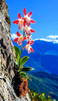 Strange Plants, Hd Flower Wallpaper, Vegetables Photography, Strange Flowers, Flower Video, Sunset Wallpaper, Beautiful Locations Nature, Orchid Flower, Flower Field