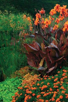 orange flowers and green plants in a garden