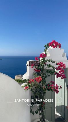 pink flowers growing on the side of a white building with blue water in the background