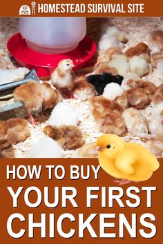 how to buy your first chickens