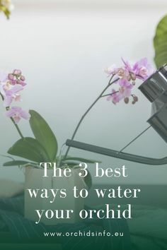 the 3 best ways to water your orchid