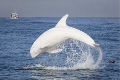 a white dolphin jumping out of the water