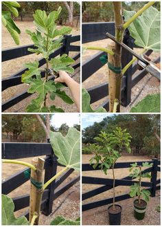 four pictures show different stages of growing a tree