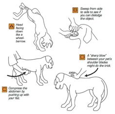 the instructions for how to teach dogs in spanish