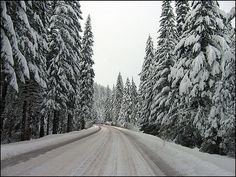 snow covered trees line the side of a road in front of some pine trees on a snowy day