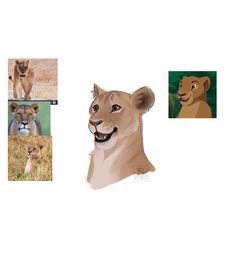 four different pictures of lions and cubs in various poses, including one with an open mouth