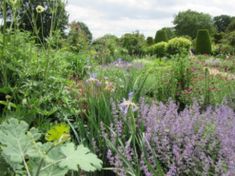 a garden filled with lots of different types of flowers