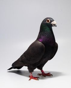 a black and purple bird standing on top of a white floor