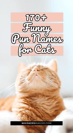 an orange cat laying on top of a bed with the words 70 funny pun names for cats