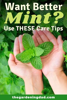 two hands holding mints with the words want better mint? use these care tips