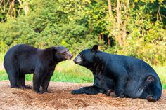 two black bears sitting on top of a dirt ground next to trees and grass in the background