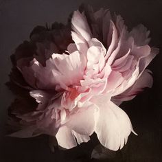 a large pink flower on a black background