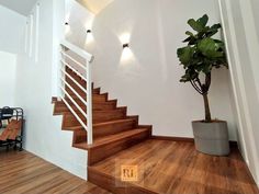 a potted plant sitting on top of a wooden floor next to a stair case