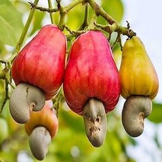 the fruit is hanging from the tree and ready to be picked