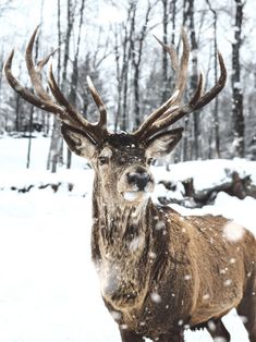 a deer is standing in the snow with its antlers spread out and looking at the camera