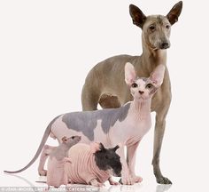 two hairless dogs and one rat are standing next to each other in front of a white background