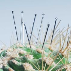 several needles sticking out of the top of a cactus