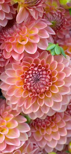 pink and yellow flowers with green leaves in the center, close up view from above