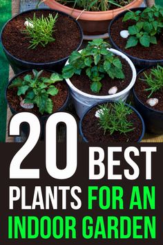 several potted plants with text overlay that reads 20 best plants for an indoor garden