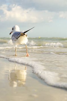 a seagull standing on the beach with its beak in it's mouth