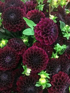 large purple flowers with green leaves in the center and dark red petals on each flower