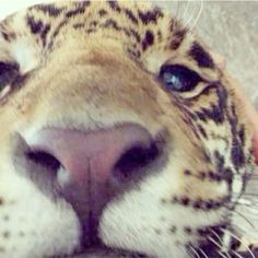 a close up of a tiger's face with its eyes wide open and one hand on the nose