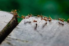 ants crawling on the side of a wooden plank