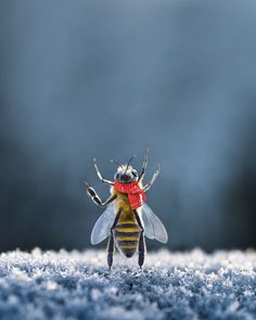 a close up of a bee on the ground with snow all over it's surface