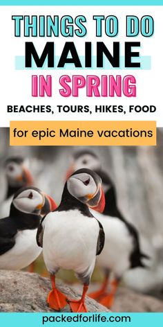 Puffins on a rock. Text: Things to do in Maine in spring for epice Maine vacations. Maine Family Vacation, What To Do In Maine, Maine Bucket List, Maine Itinerary, New England Spring, New England Day Trips, England Spring, England Road Trip, Maine Road Trip