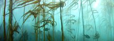 seaweed in the water with sunlight shining on them and fish swimming around it's surface