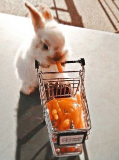 a small white rabbit eating carrots in a shopping cart