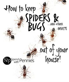 how to keep spiders and bugs out of your house