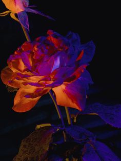 a purple and orange flower with water droplets on it's petals in the dark