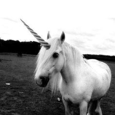 a white horse with long hair standing in a field