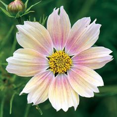 a pink and white flower with yellow center