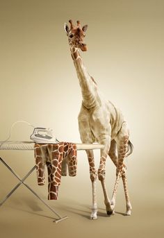 a giraffe standing on top of a table next to an ironing board