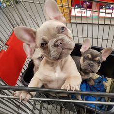 two small puppies sitting in a shopping cart