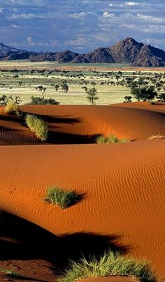 the desert has many sand dunes and small trees in it, with mountains in the distance