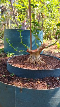 a tree that is growing in some kind of potted planter on the ground