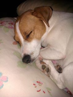 a brown and white dog laying on top of a bed