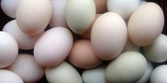 an image of eggs that are white and brown