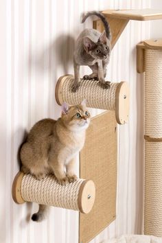 two cats sitting on top of cat scratching posts